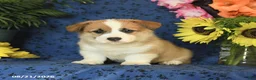 Welsh Corgi Pembroke dogs for sale: Ginger - Ad 9