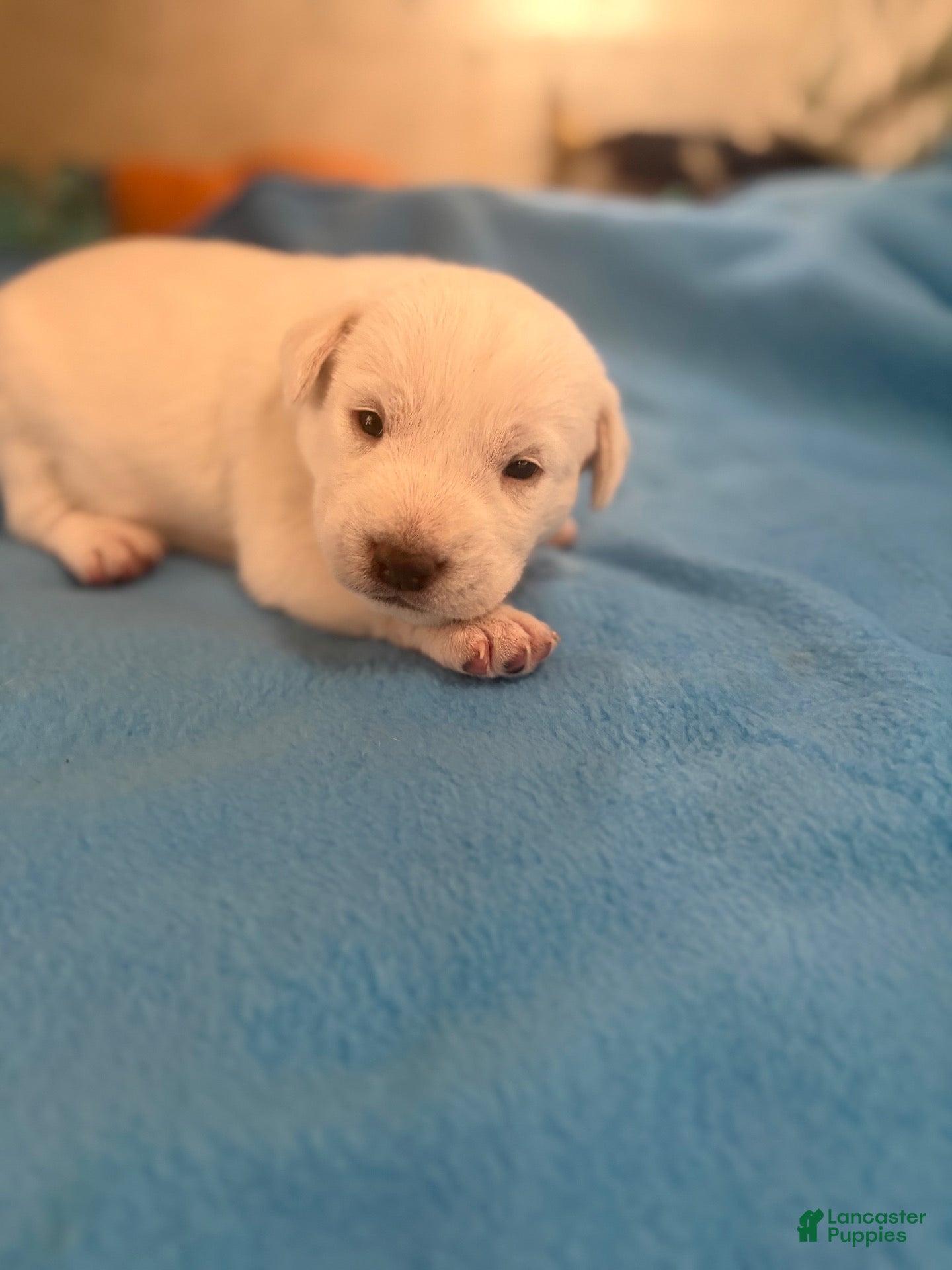 Chinese Crested dogs for sale: Chinese Crested 4 - Ad 22