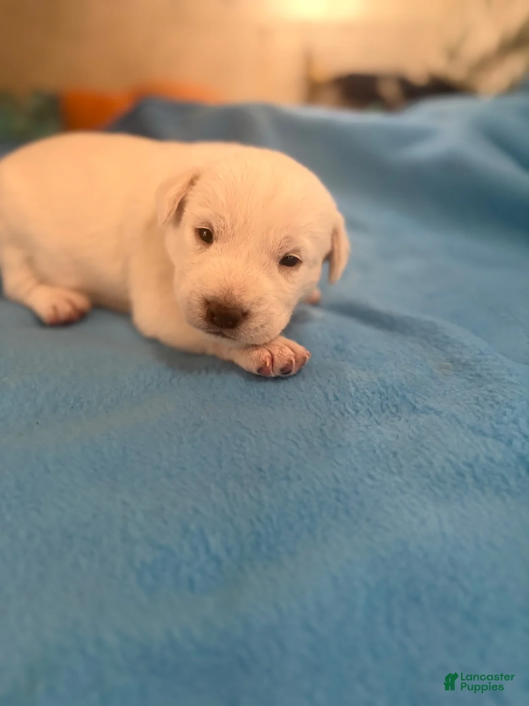 Chinese Crested dogs for sale: Chinese Crested 4 - Ad 1