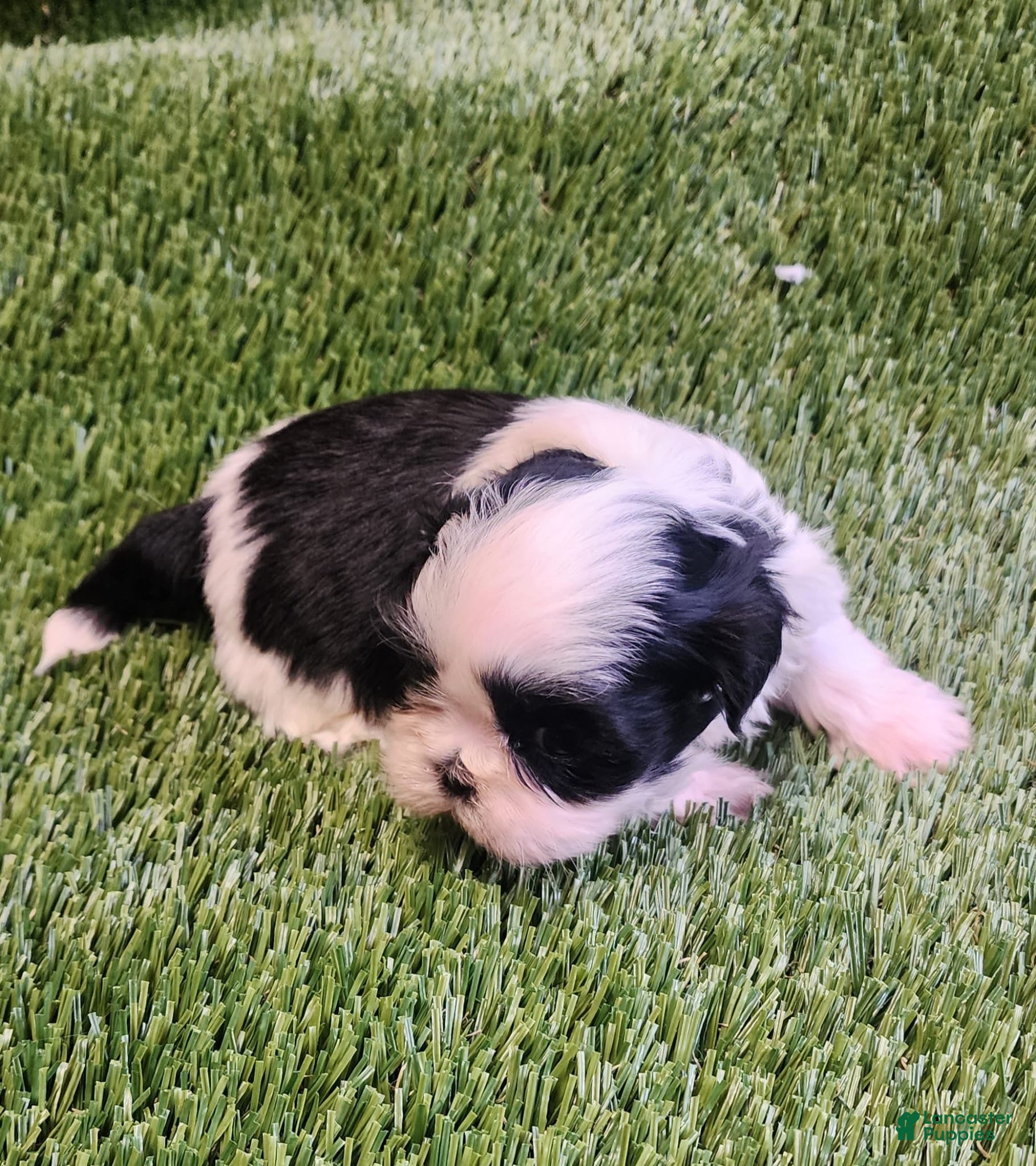 Shih Tzu dogs Shih Tzu 3 - Ad 11