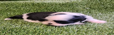 Shih Tzu 3