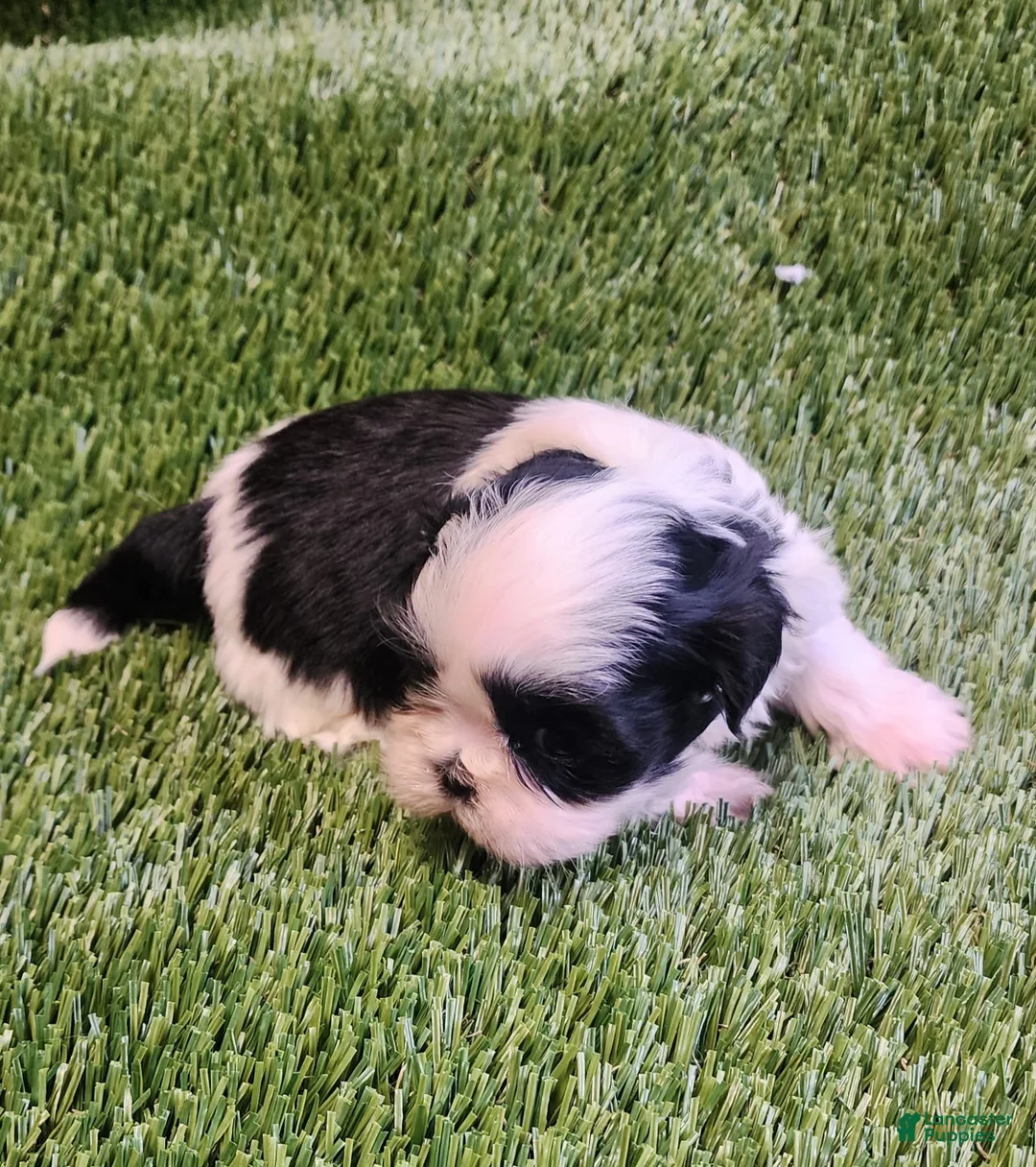 Shih Tzu dogs for sale: Shih Tzu 3 - Ad 1