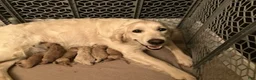 Mini Goldendoodle dogs for sale: Skya - Ad 8