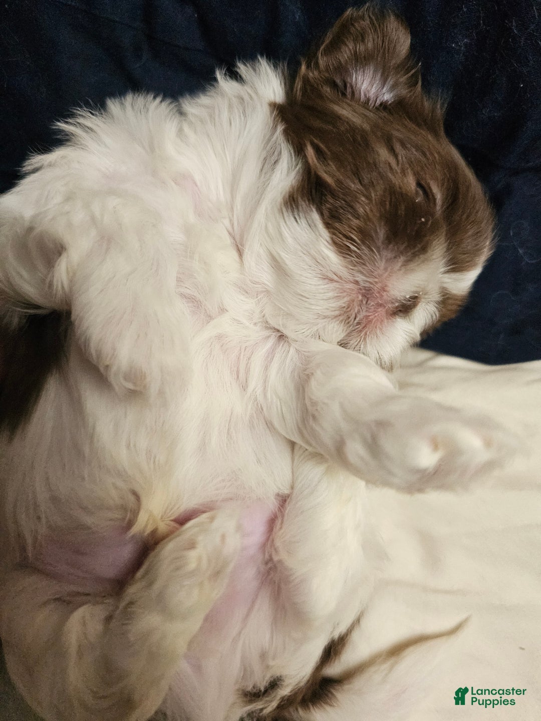 Shih Tzu dogs for sale: Ru Paw - Ad 2