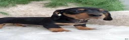 Dachshund dogs for sale: Roscoe  - Ad 5