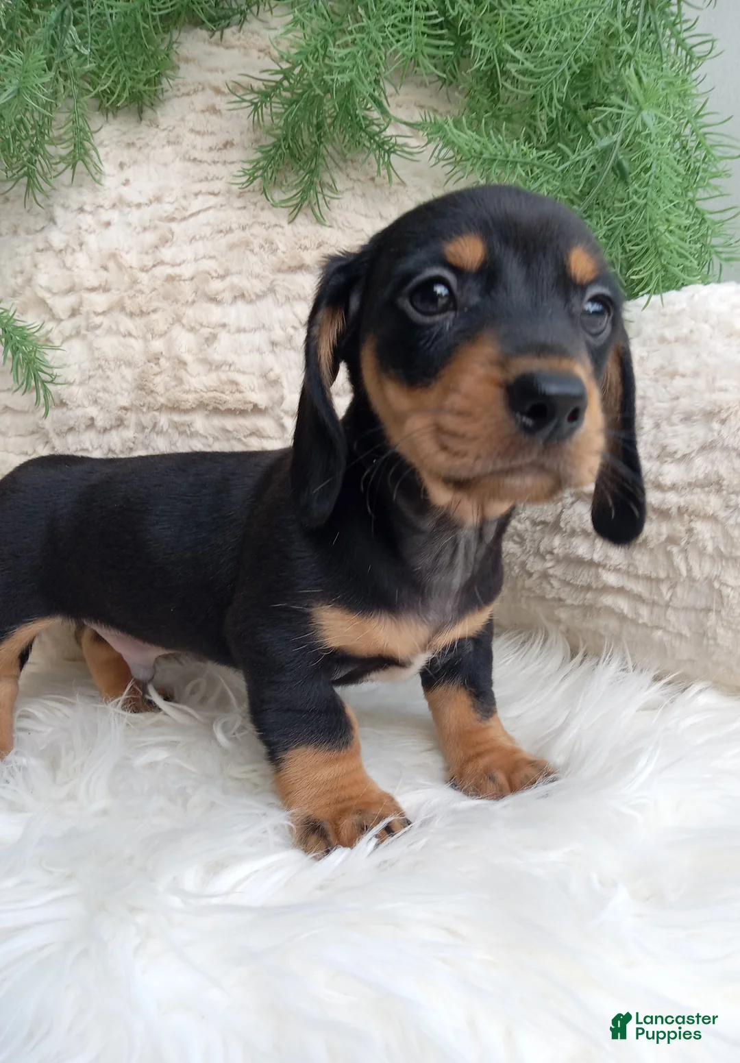 Dachshund dogs for sale: Roscoe  - Ad 5