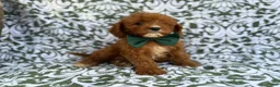 Cavapoo dogs for sale: Lasso - Ad 2