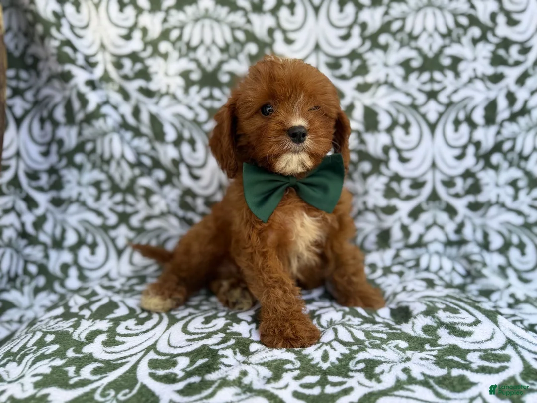 Cavapoo dogs for sale: Lasso - Ad 2