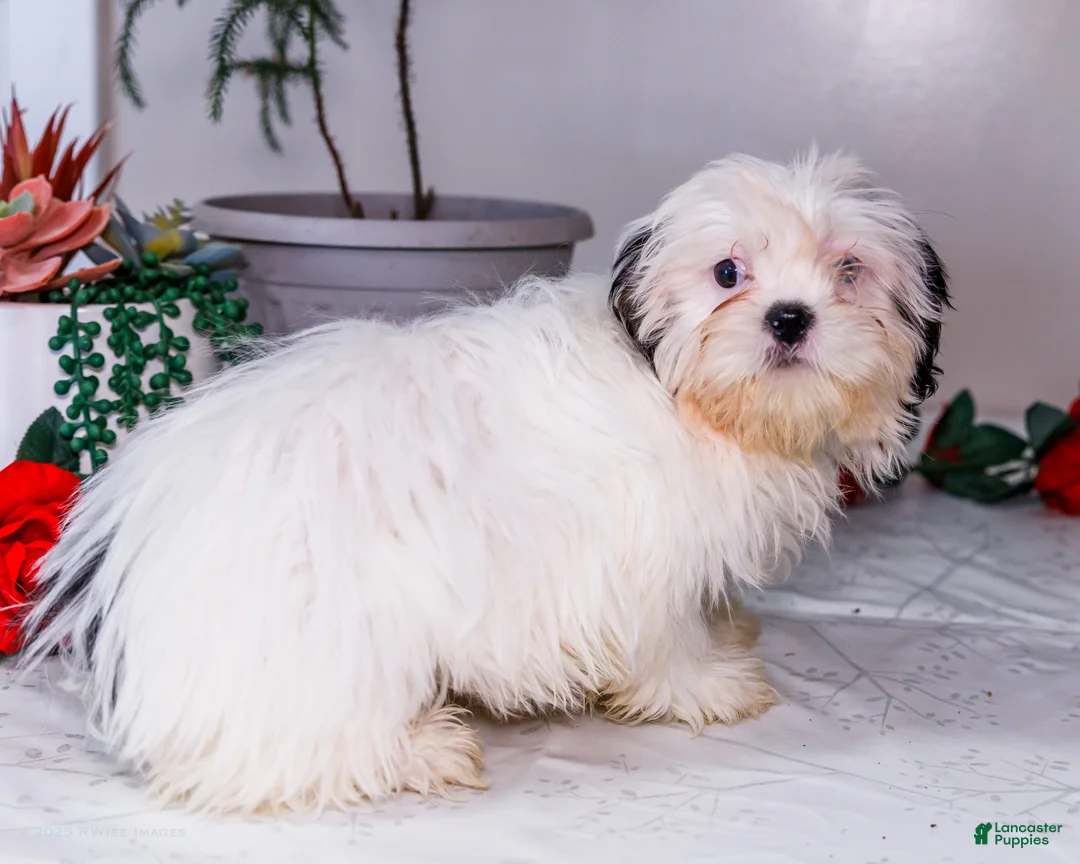 Shih Tzu dogs for sale: Lanetta - Ad 9