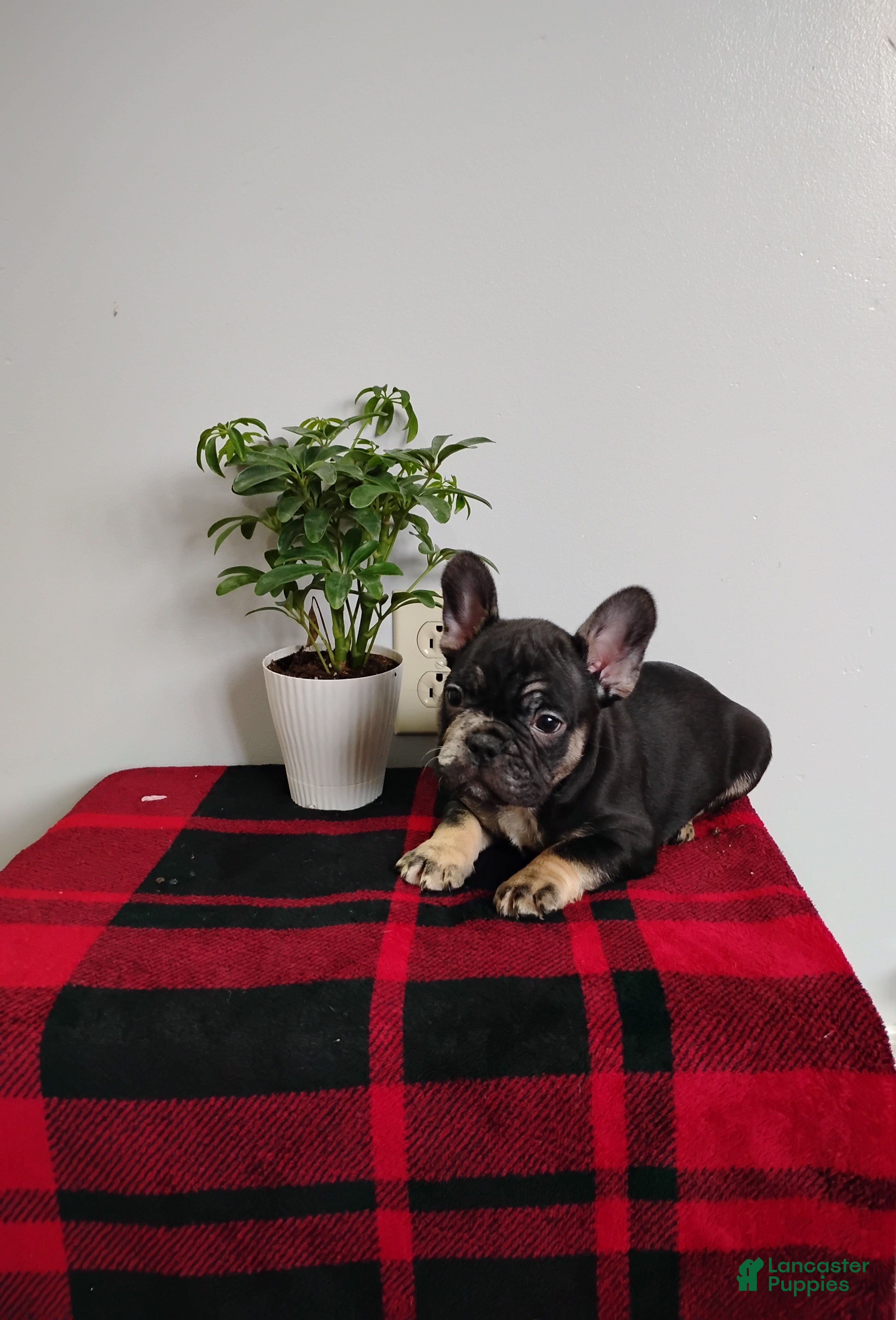 Mixed Breed dogs Johnny  - Ad 2