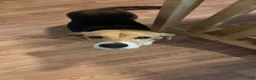 Beagle dogs for sale: Beagle 6 - Ad 3