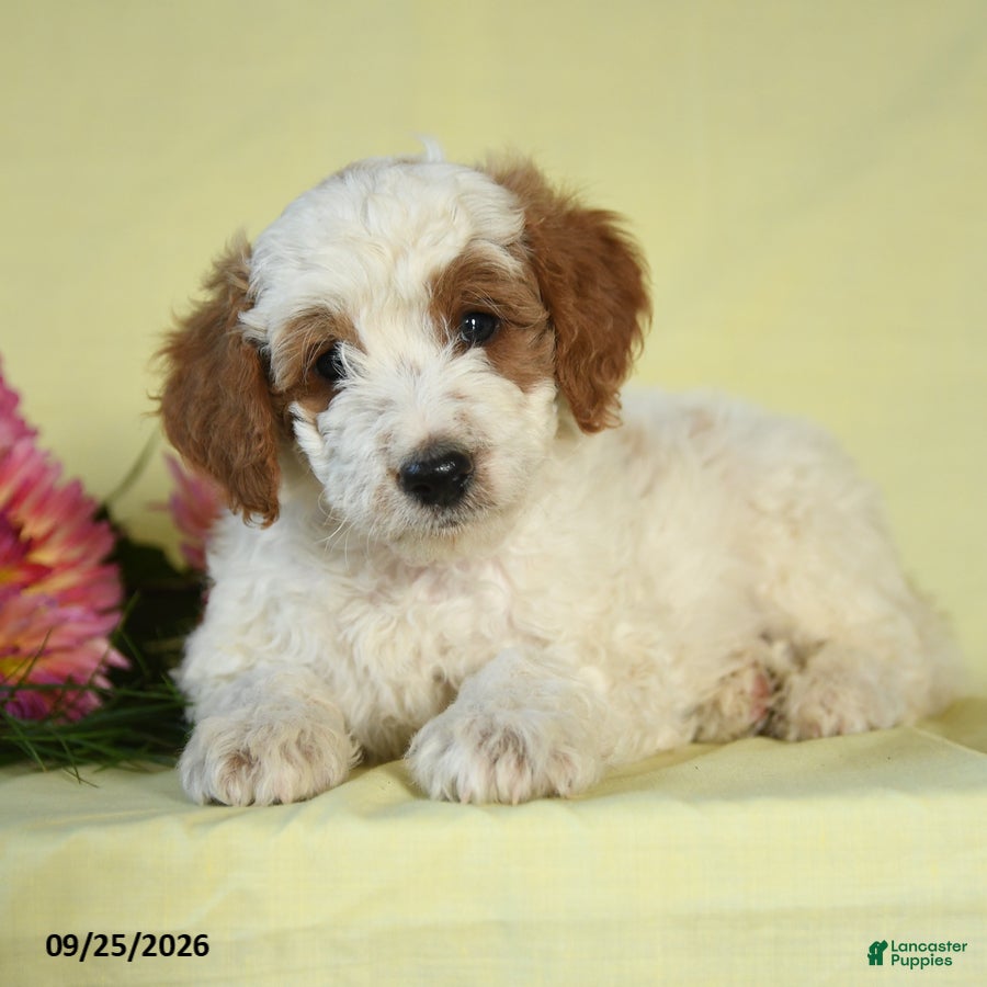 Mini Goldendoodle dogs for sale: Trooper - Ad 4