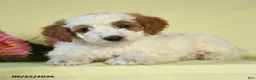 Mini Goldendoodle dogs for sale: Trooper - Ad 1