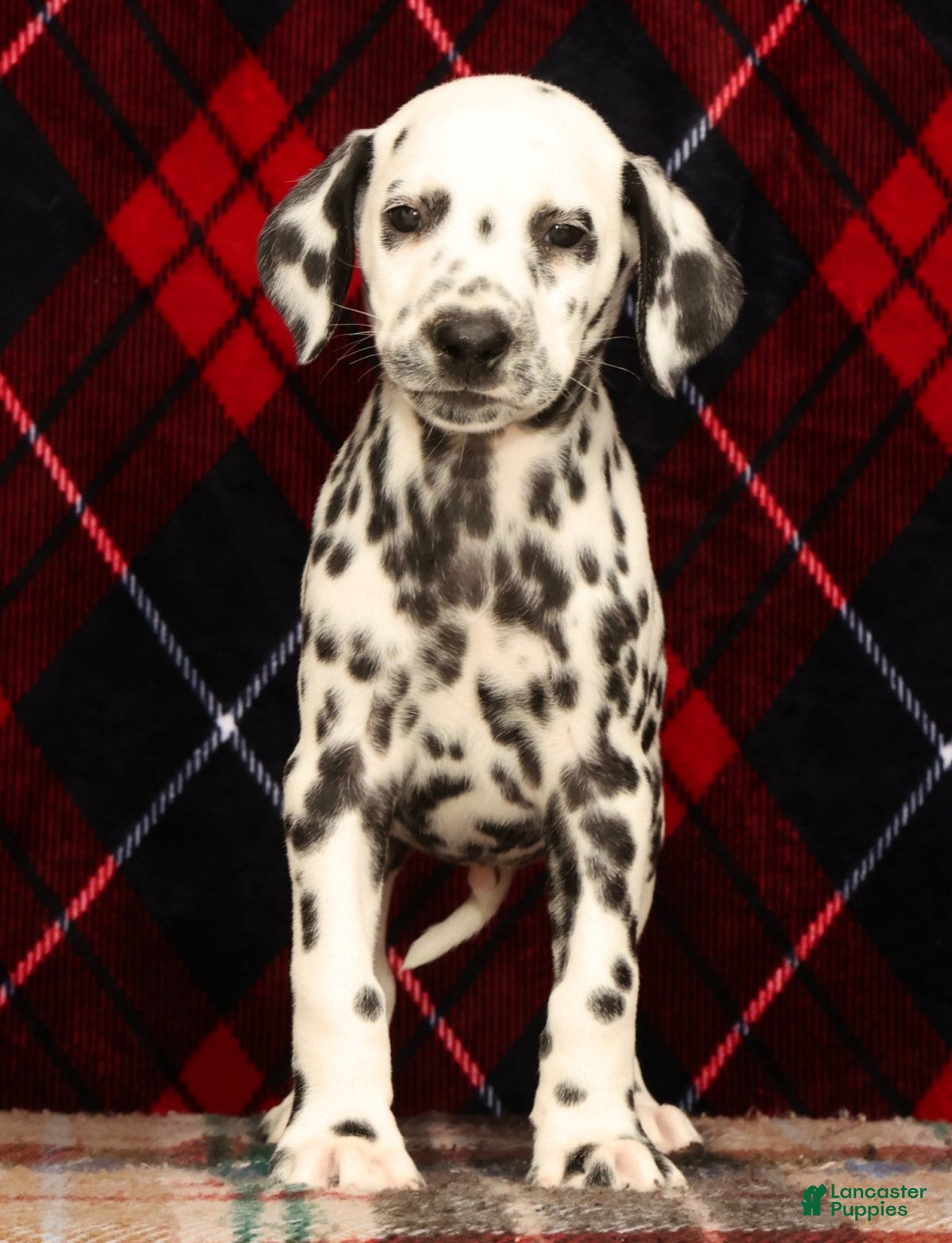 Dalmatian dogs Rambo - Ad 2