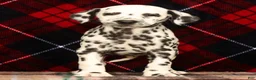 Dalmatian dogs for sale: Rambo - Ad 2