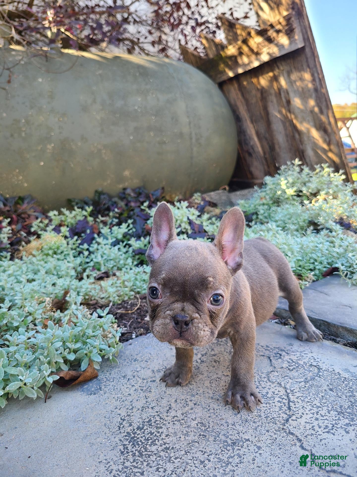 Frenchton dogs Jace - Ad 1