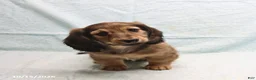 Dachshund dogs for sale: Alex - Ad 5