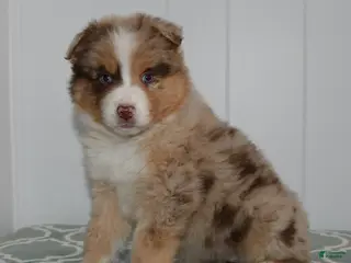 Australian Shepherd dogs Lucky - Ad 30