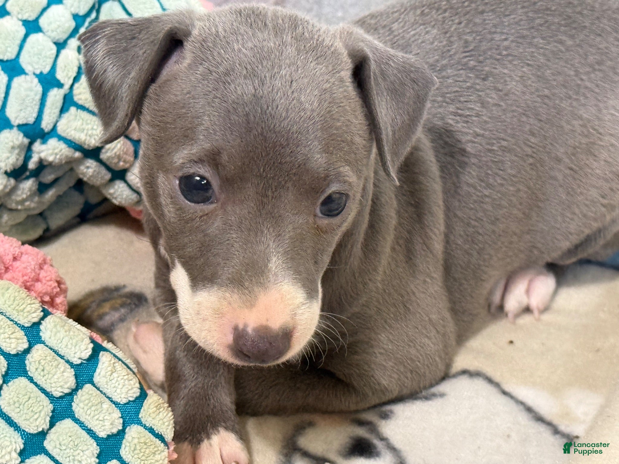 Italian Greyhound dogs Carmen AKC - Ad 1