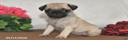 Pug dogs for sale: Princess - Ad 3