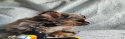 Pomchi dogs for sale: Boots - Ad 6