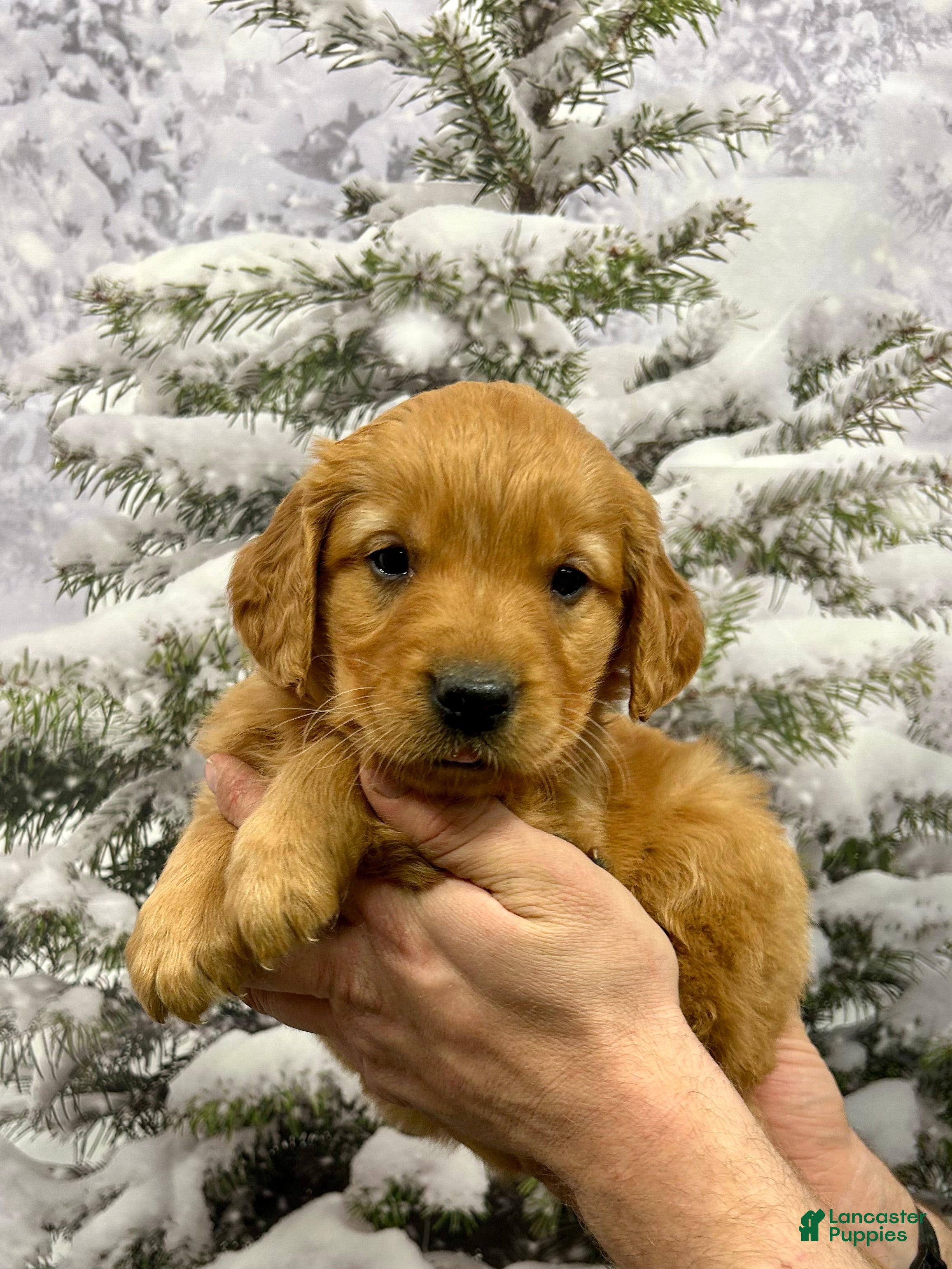Golden Retriever dogs Charlie  - Ad 2
