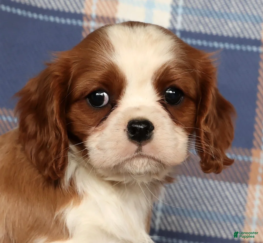 Cavalier King Charles Spaniel dogs for sale: Cori - Ad 6