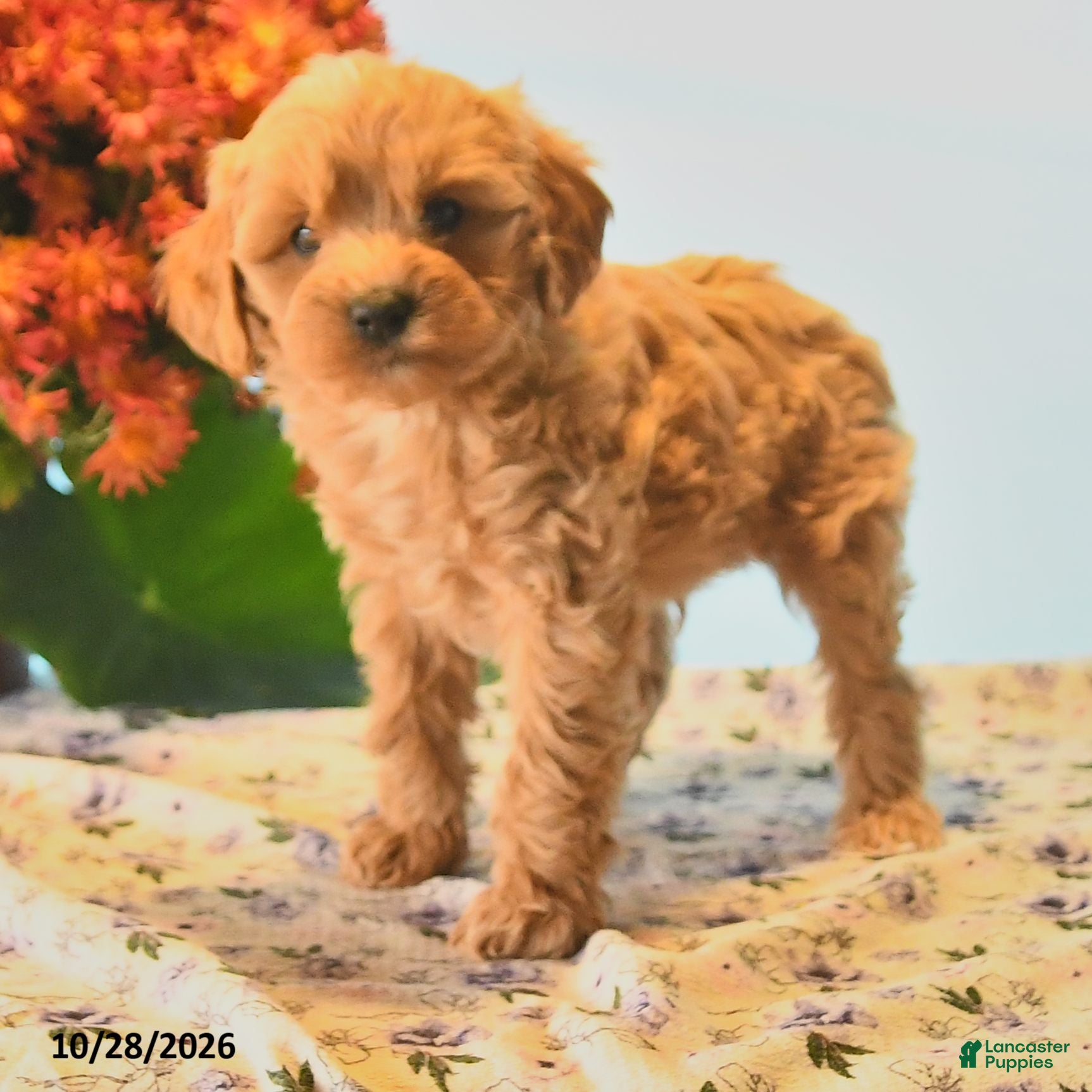 Cockapoo dogs for sale: Zapper - Ad 2