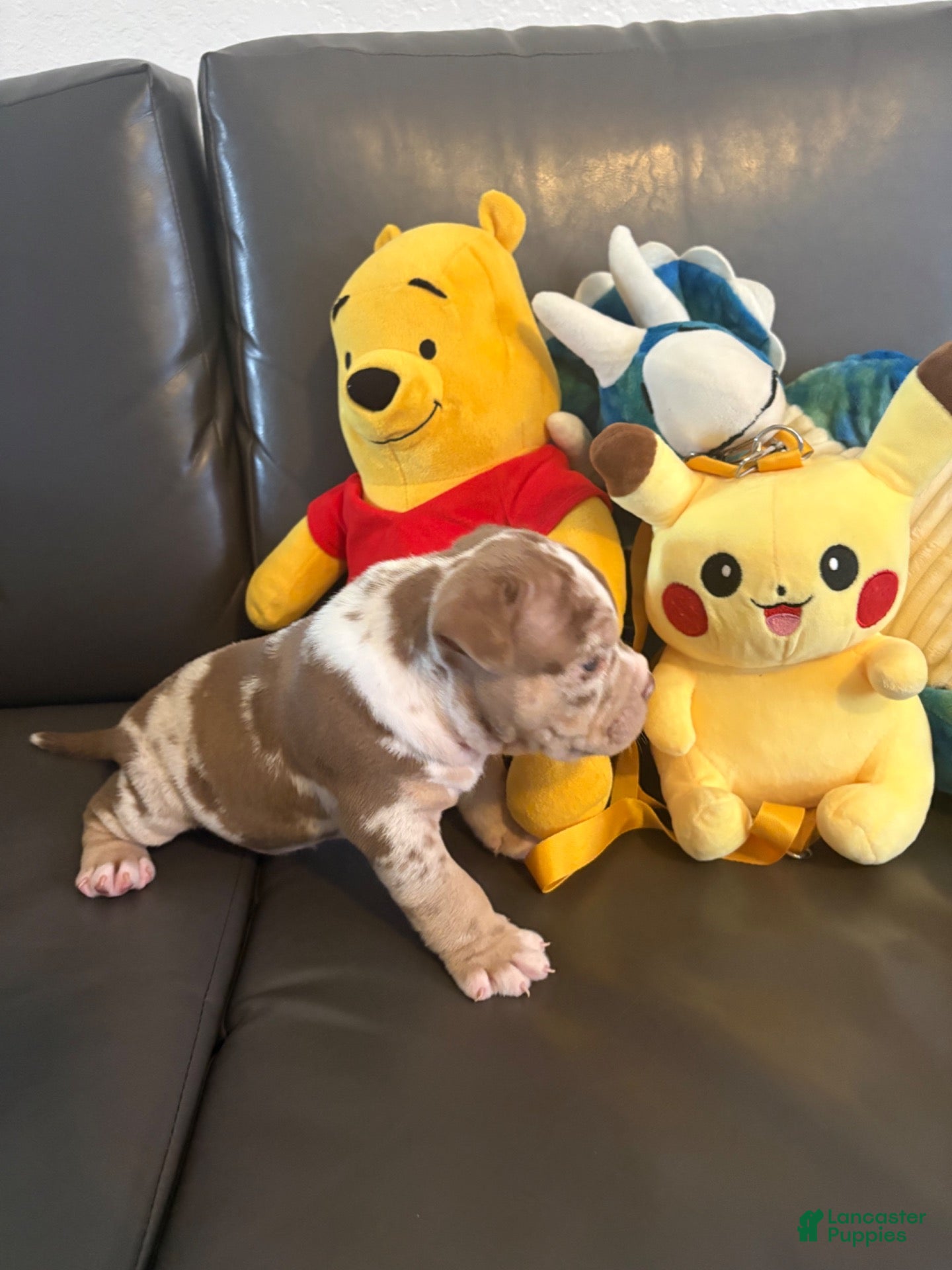 American Bully dogs American Bully 2 - Ad 13