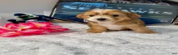 Mixed Breed dogs for sale: Malchi 1  - Ad 3