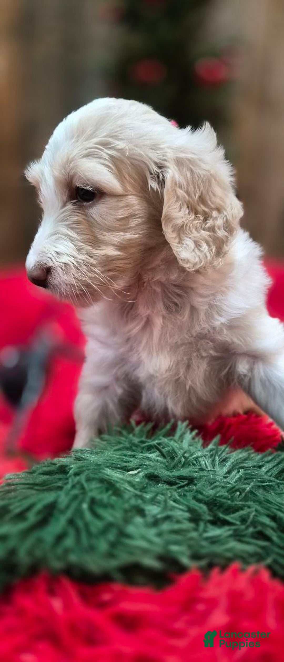 Goldendoodle dogs for sale: BELL - Ad 3