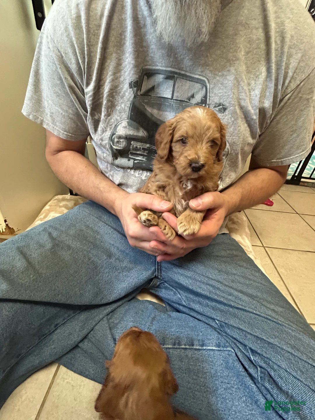 Mini Goldendoodle dogs for sale: Petite Lovely Mini Goldendoodle Puppy 5 - Ad 1
