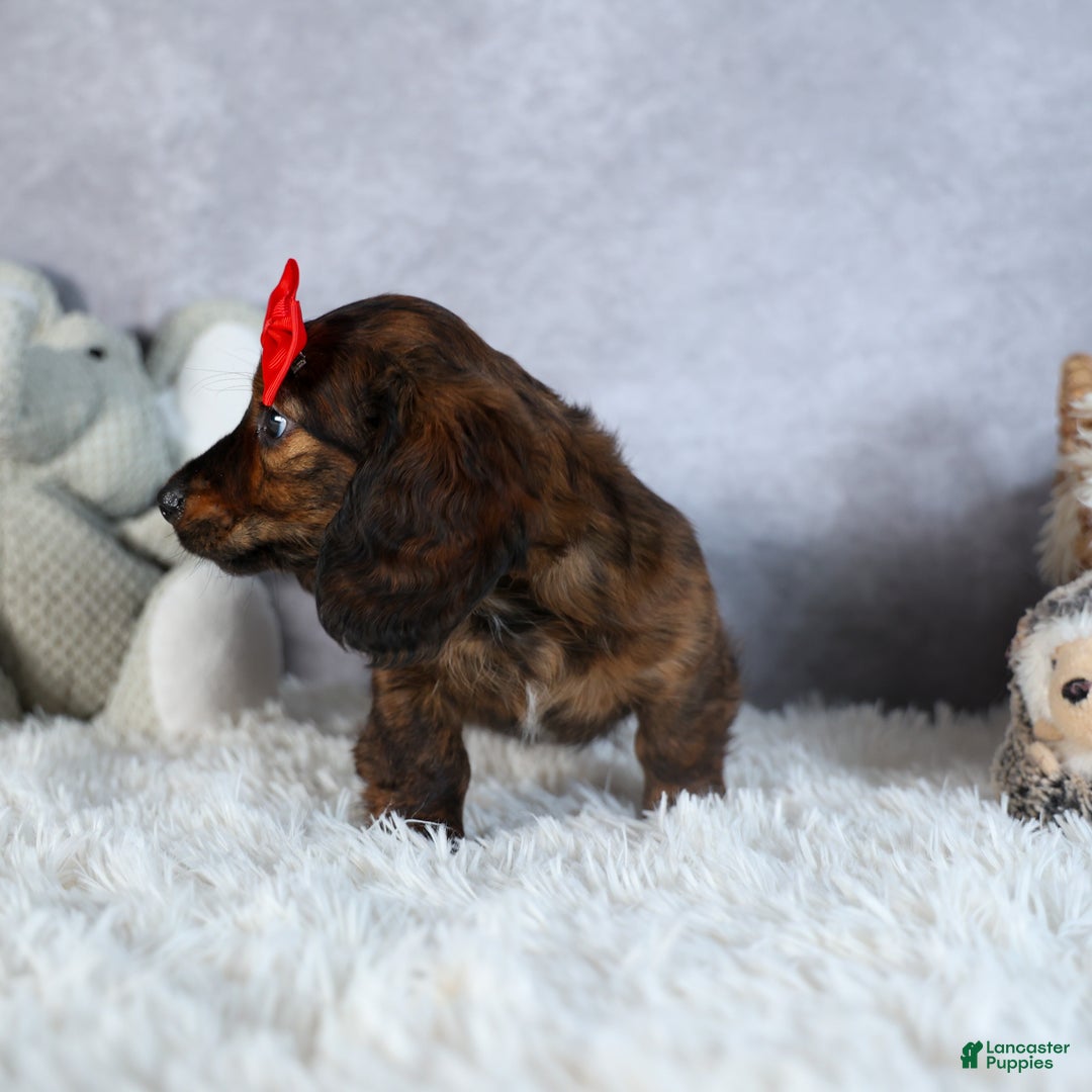 Miniature Dachshund dogs for sale: Felix - Ad 8