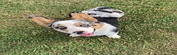 Welsh Corgi Pembroke dogs for sale: Gus - Ad 5