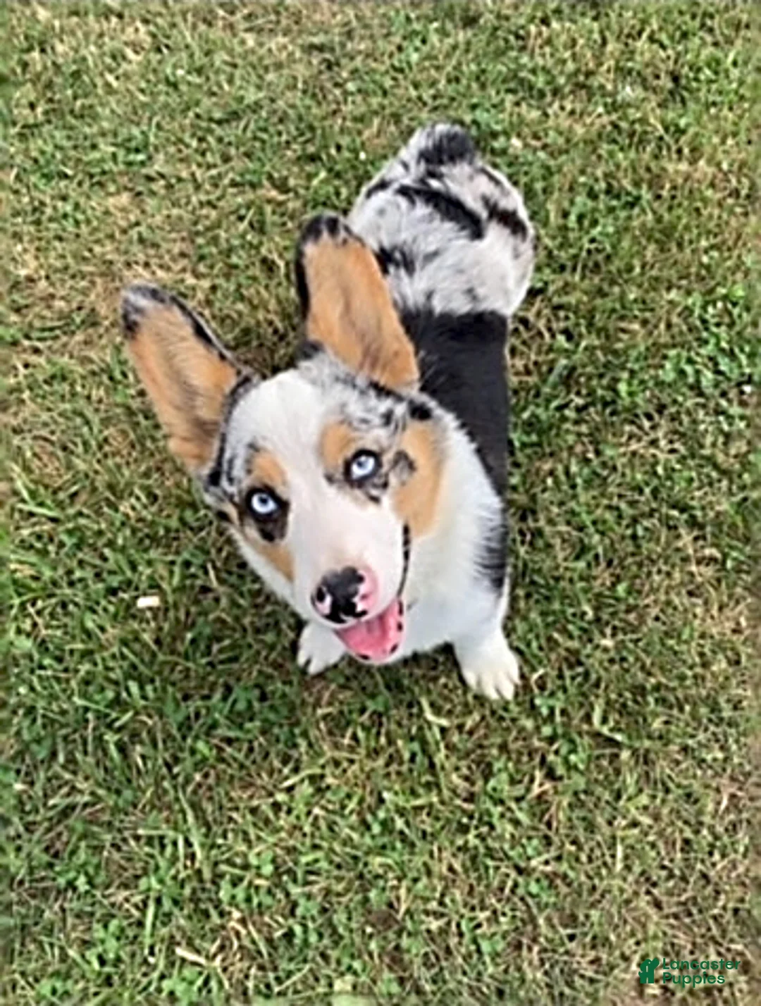 Welsh Corgi Pembroke dogs for sale: Gus - Ad 5