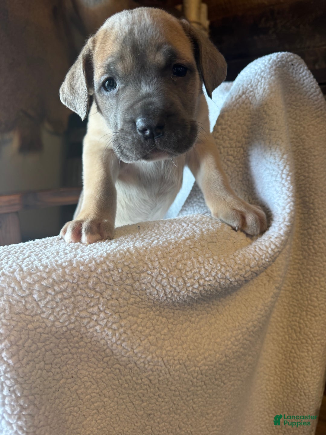 Cane Corso dogs for sale: Nugget  - Ad 1