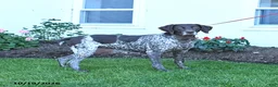 German Shorthaired Pointer dogs for sale: Calliber - Ad 1