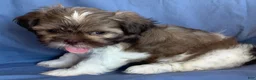 Shih Tzu dogs for sale: Monty - Ad 4