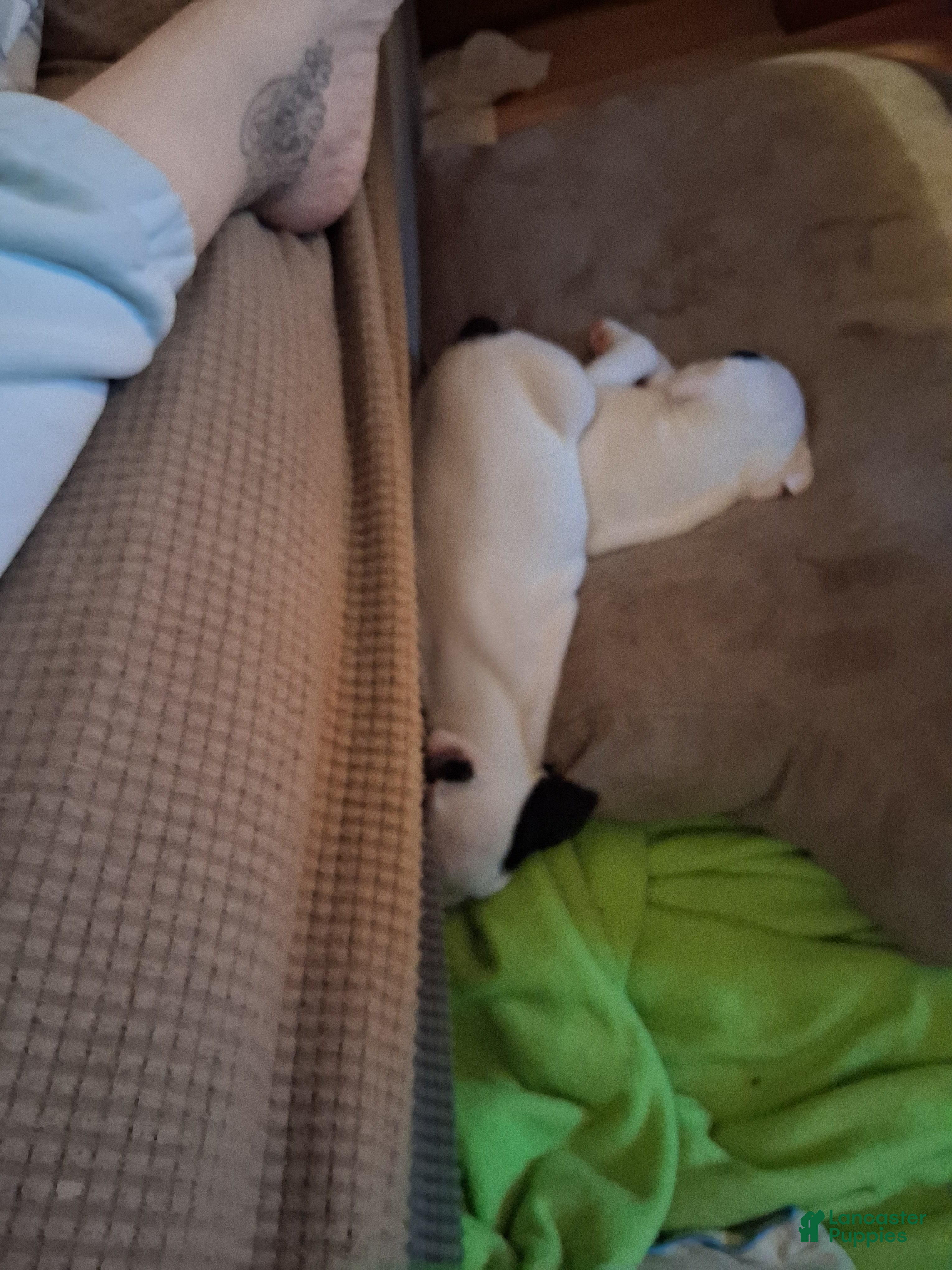 Mixed Breed dogs Mixed Breed Puppy 4 - Ad 21