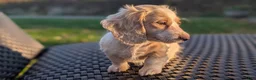 Miniature Dachshund dogs for sale: Pumpkin spice latte - Ad 5