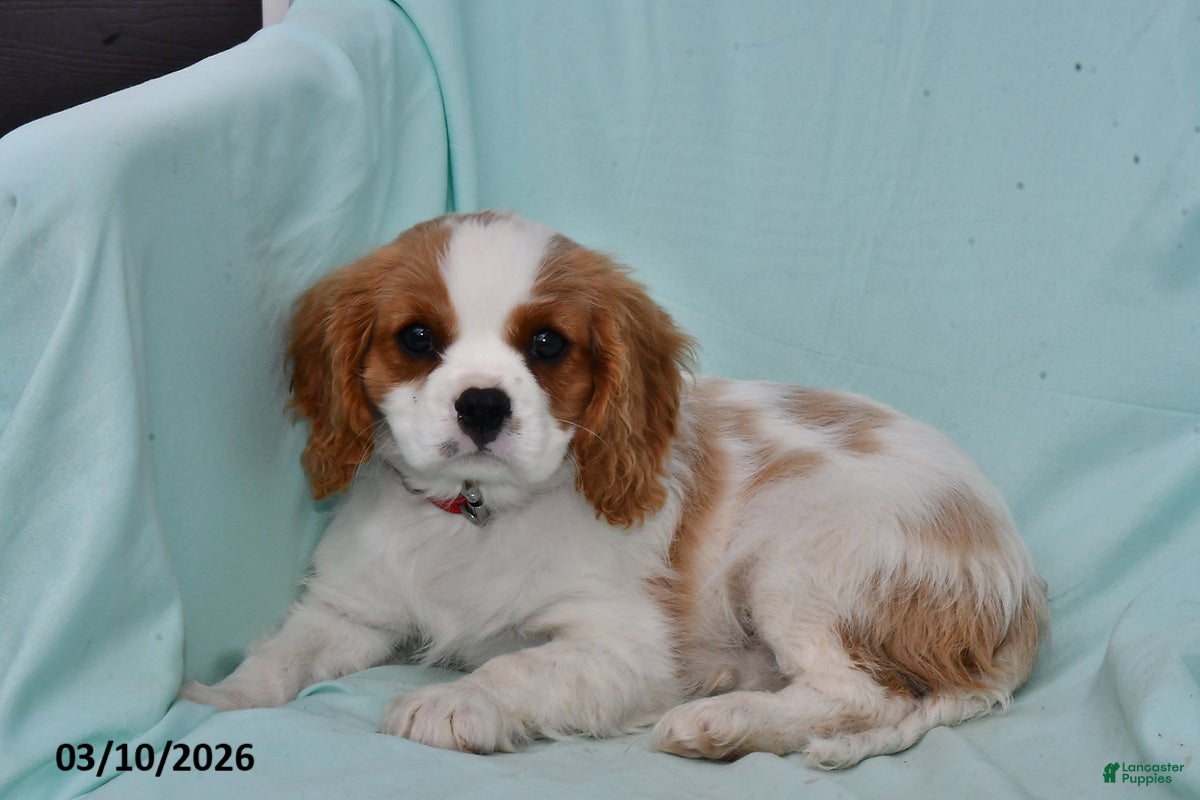 Cavalier King Charles Spaniel dogs for sale: Cody - Ad 4
