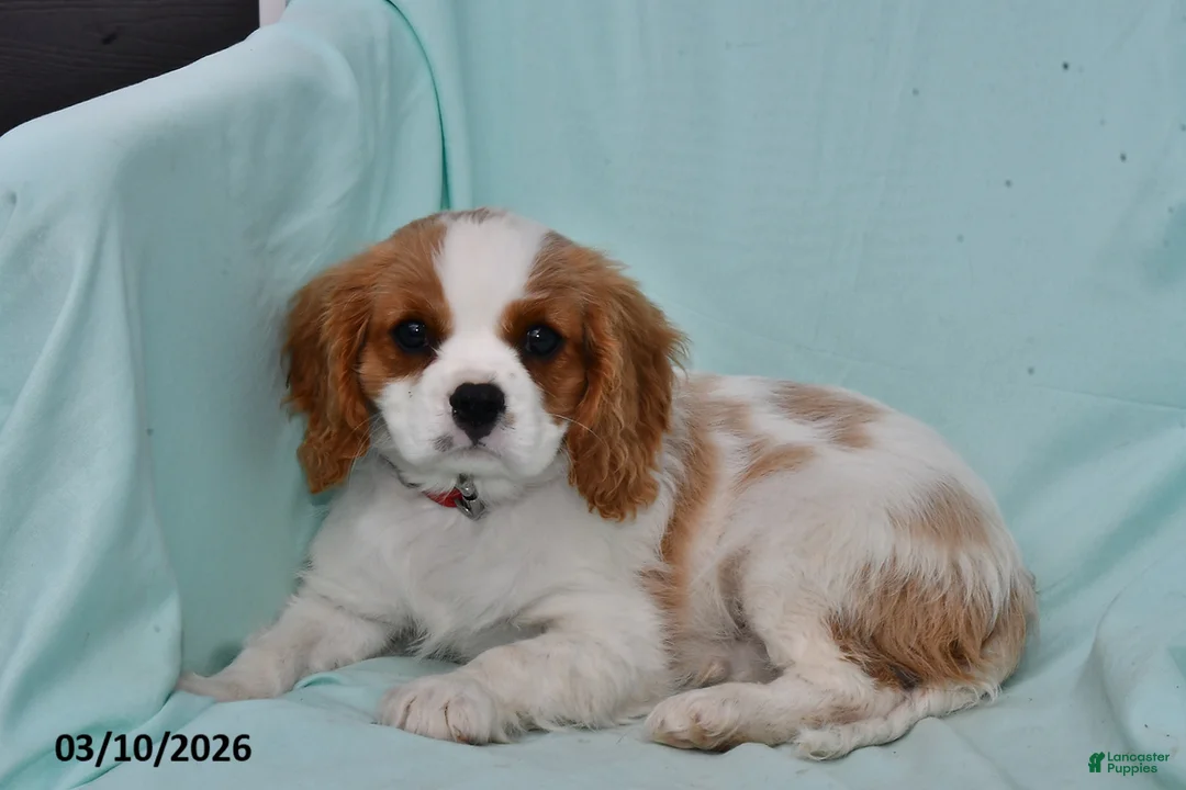 Cavalier King Charles Spaniel dogs for sale: Cody - Ad 1