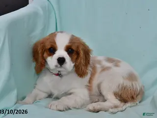 Cavalier King Charles Spaniel dogs for sale: Cody - Ad 4