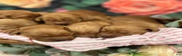 Golden Retriever dogs for sale: Lady - Ad 4