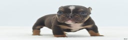 Mixed Breed dogs for sale: Kong micro bully hybrid  - Ad 23