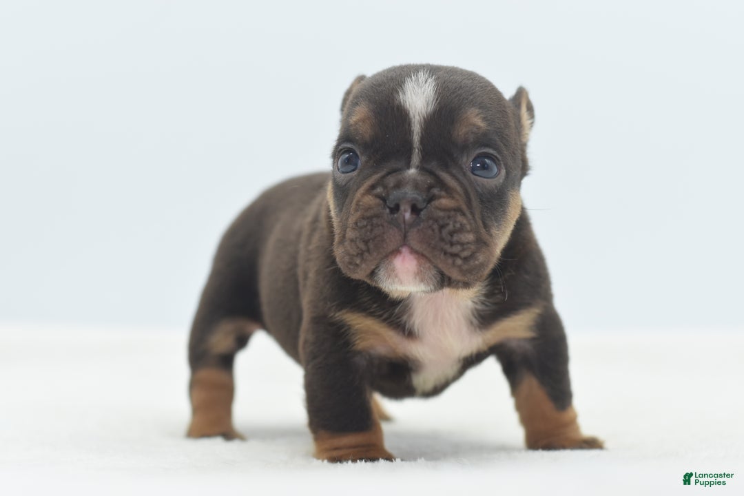 Mixed Breed dogs for sale: Kong micro bully hybrid  - Ad 23
