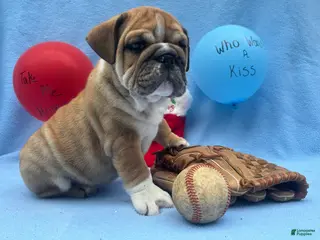 English Bulldog dogs Harper - Ad 36