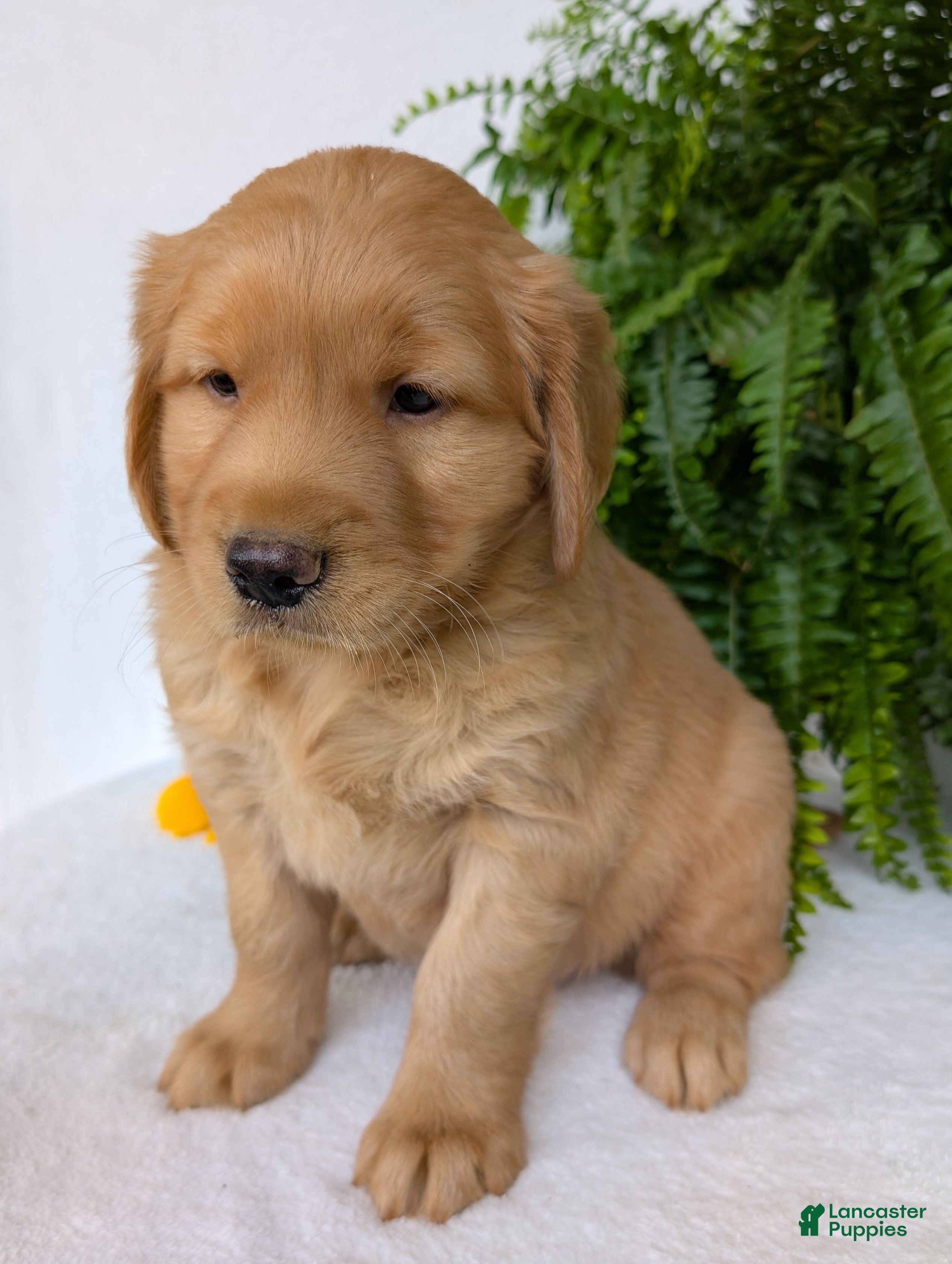 Golden Retriever dogs Parker  - Ad 2