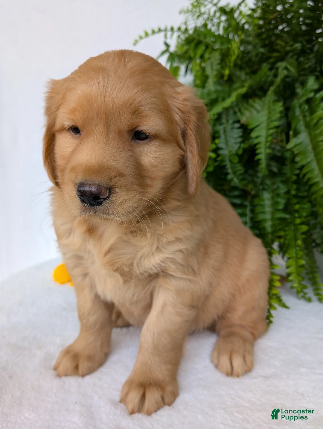 Golden Retriever dogs for sale: Parker  - Ad 2