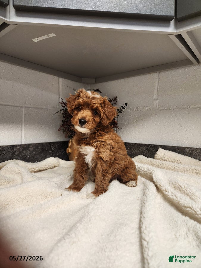 Mini Goldendoodle dogs Dolly - Ad 1